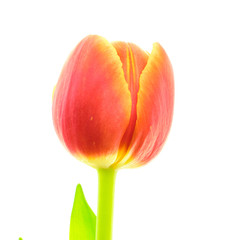 Multicolored tulip on white background