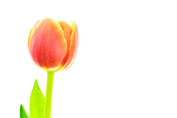 Multicolored tulip on white background
