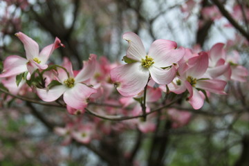 Pink Dogwood 2019 III
