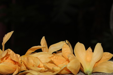 Fototapeta na wymiar Bouquet of Magnolia champaca, known in English as champak for background