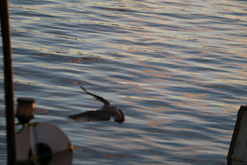 Bird flying over the sea.