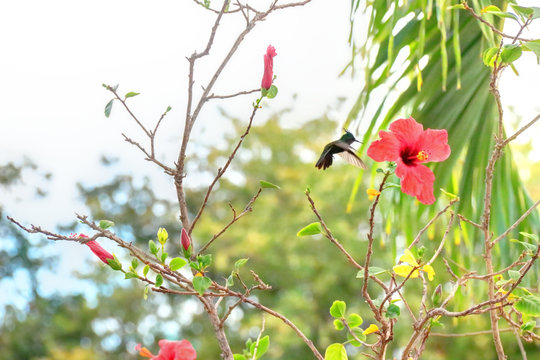Colibri qui butine un ibiscus en Guadeloupe