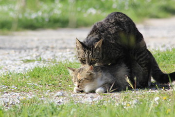 Kittens making love
