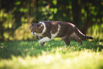 tabby white british shorthair cat sneaking through the garden on a sunny day
