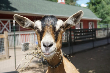 Front face of happy goat eating hay.