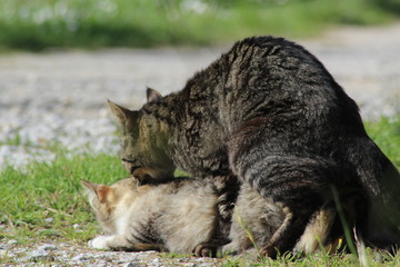 Kittens making love