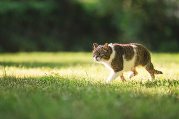 british shorthair cat sneaking through the garden on a sunny day