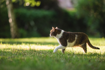 british shorthair cat sneaking through the garden on a sunny day in summer