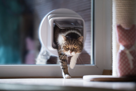 british shorthair cat entering the room by passing through a catflap in window on a sunny day