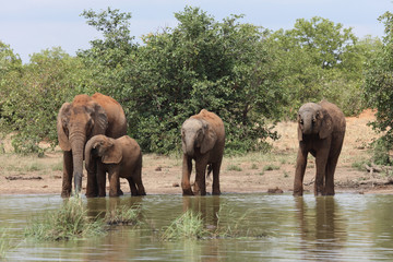 Obraz premium Afrikanischer Elefant / African elephant / Loxodonta africana