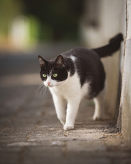 black and white shorthair cat on the prowl
