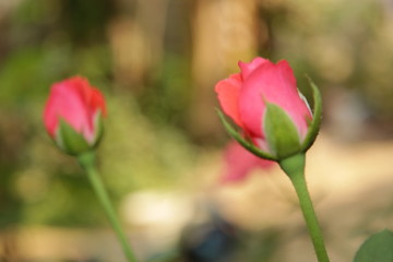Romantic rose flower background