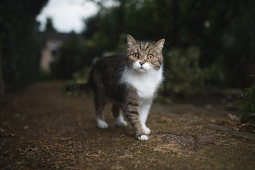 Naklejka premium tabby white british shorthair cat on a footpath behind back yard