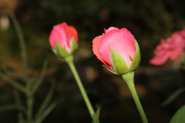 Close up of rose flower