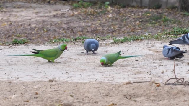a 4K 60p shot of rose-ringed parakeets and pigeons feeding at lodhi garden in new delhi, india