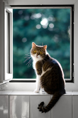 tabby white british shorthair cat standing on window sill looking at camera