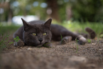 Naklejka na ściany i meble blue shorthair cat lying on grass area in antalya, turkey