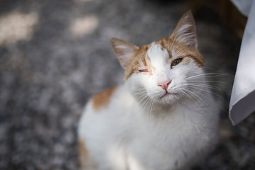 stray cat with eye infection looking at camera in antalya, turkey