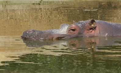 Close up of the head of a Hippopotamus in the water