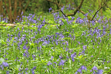 Bluebells in a wood in Spring