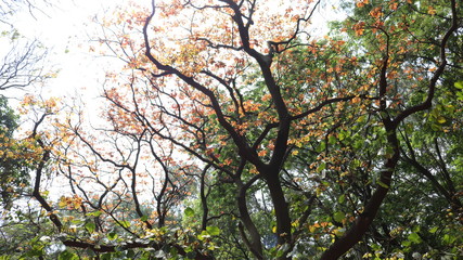 Beautiful Tree
