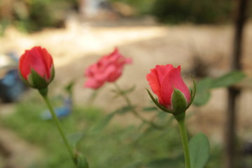 Obraz na płótnie Canvas Close up of rose flower
