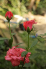 Fresh rose flowers