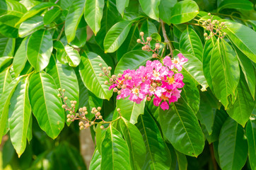 Lagerstroemia speciosa at outdoor park