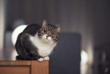 Tabby White British Shorthair Cat sitting on wooden bench indoors in front of home interior looking at camera curiously