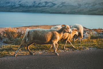 Naklejka premium Group of a furry sheeps in the Croatia - island Pag feeding and running next to the road on sunset. Illuminated Sheeps on the coast standing on the road with sea and mountains on background.