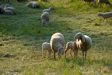 Obraz na płótnie Canvas grazing sheeps with lambs