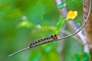 Caterpillar in Madagascar