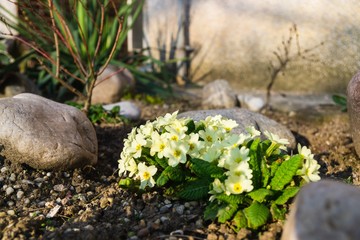 Spring flowering. Cowslip flowers in the grass and garden. Slovakia