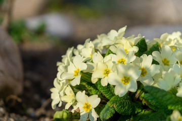 Spring flowering. Cowslip flowers in the grass and garden. Slovakia