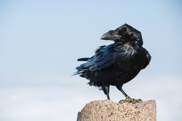 Crow on Mountain Peak, La Palma, Spain