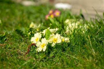 Spring flowering. Cowslip flowers in the grass and garden. Slovakia