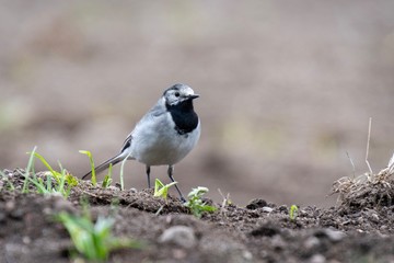 White wagtail
