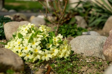Spring flowering. Cowslip flowers in the grass and garden. Slovakia