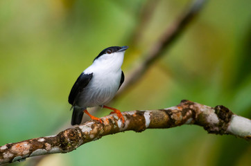 A White-bearded Manakin perches on a branch in the rainforest.