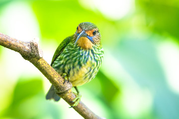 A closeup of a female Purple Honeycreeper perching on a branch in the rainforest.