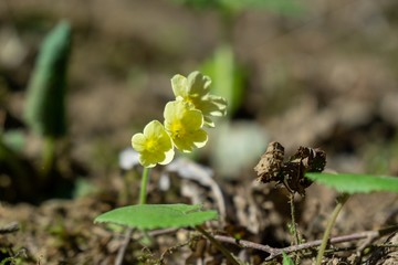 Spring flowering. Cowslip flowers in the grass and garden. Slovakia