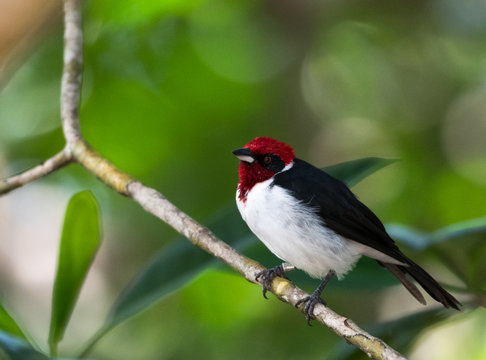 A Masked Cardinal bird, Paroaria nigrogenis, perches on a branch in the mangrove forest in Trinidad and Tobago.