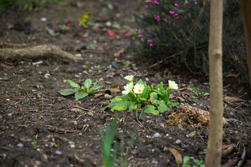Spring flowering. Cowslip flowers in the grass and garden. Slovakia