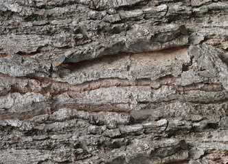 Detailed texture of the bark of a tree in horizontal format
