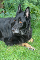 german shepherd dog