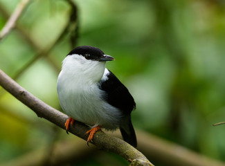 Fototapeta premium A White-bearded Manakin perches on a branch in the rainforest.