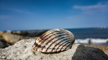 sea shell on the beach and clear sky on the background