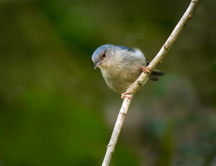 A Bi-colored Conebill perching on a branch in the mangrove.