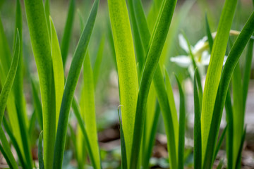 pattern of green vertical leaves in the spring