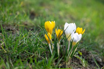 Spring flowering. Yellow and white crocus flowers in the park. Slovakia